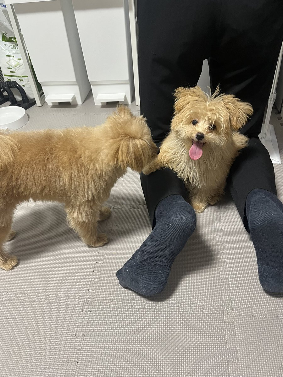 mochikome41928's tweet image. 朝から元気なイッヌ

#ポメプー #pomapoo #MIX犬 
#犬のいる暮らし #犬好きさんと繋がりたい