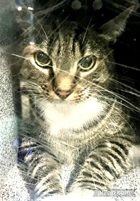 NYC's DEATH ROW CATS tweet media