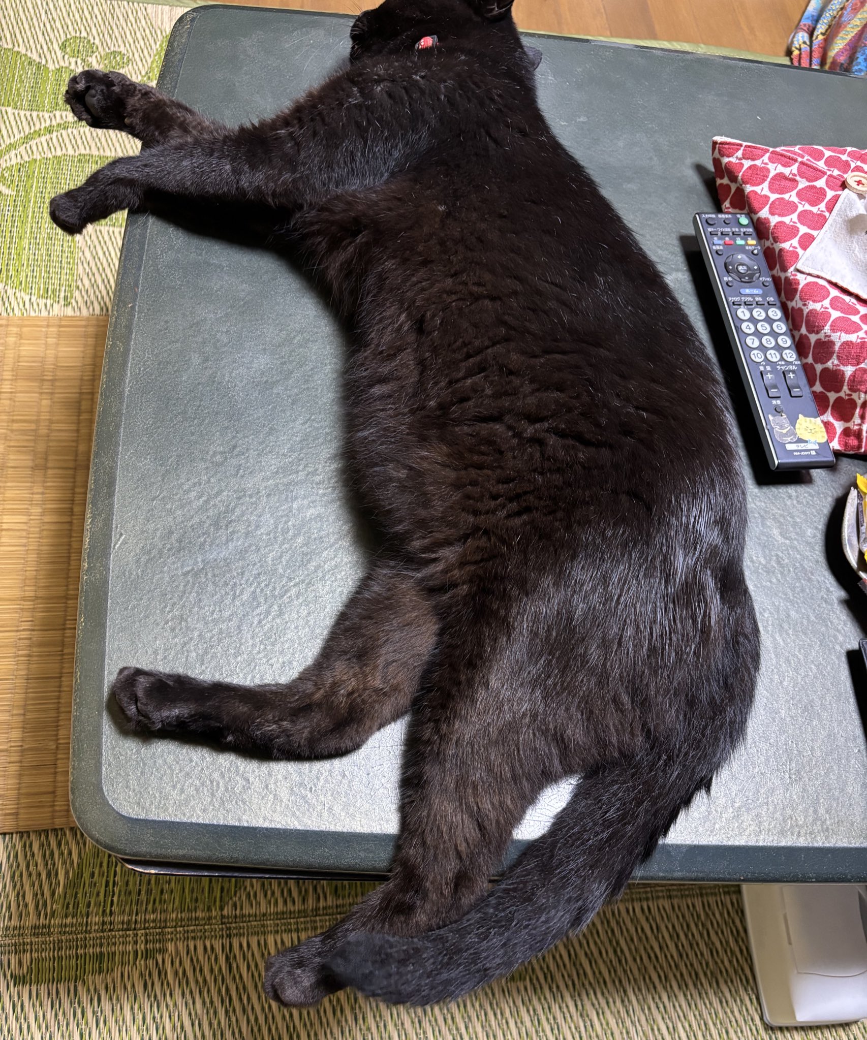 スロ　デリ　黒猫大好き おはようございます。 #猫 #黒猫 #黒猫の可愛さ伝え隊 #黒猫好き