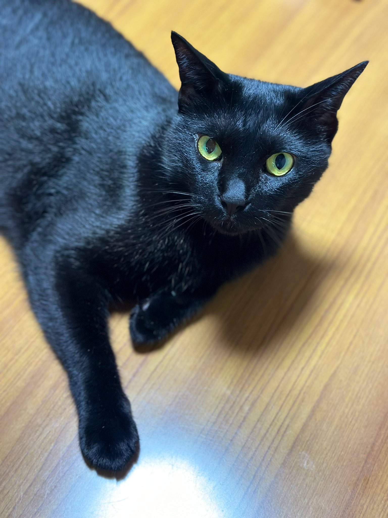 でかいぬ（ふき🐈コブシ🐈‍⬛） on X: 