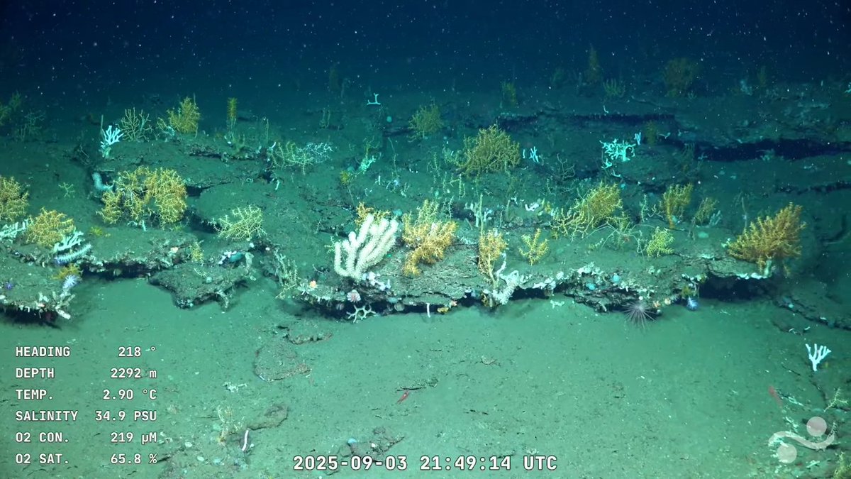 Nos seguimos maravillando con la fauna que hay a 2000 metros de profundidad en aguas uruguayas a 300 km de la costa.