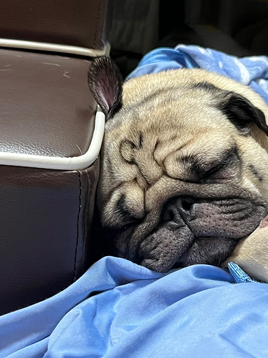 耳がおかしくなったまま寝ているパグ

#パグ
#pug
#睡眠
#犬との暮らし