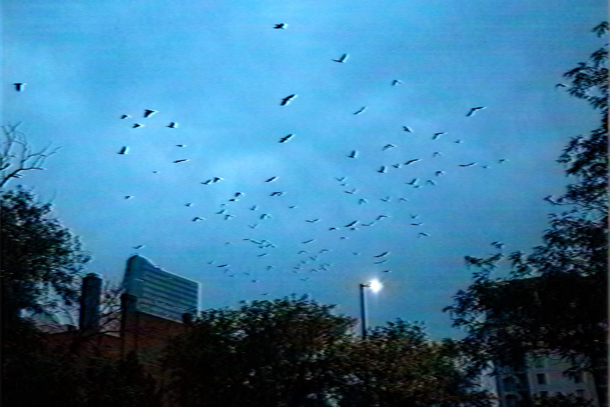 RiverWestin's tweet image. Moodboard 🥀