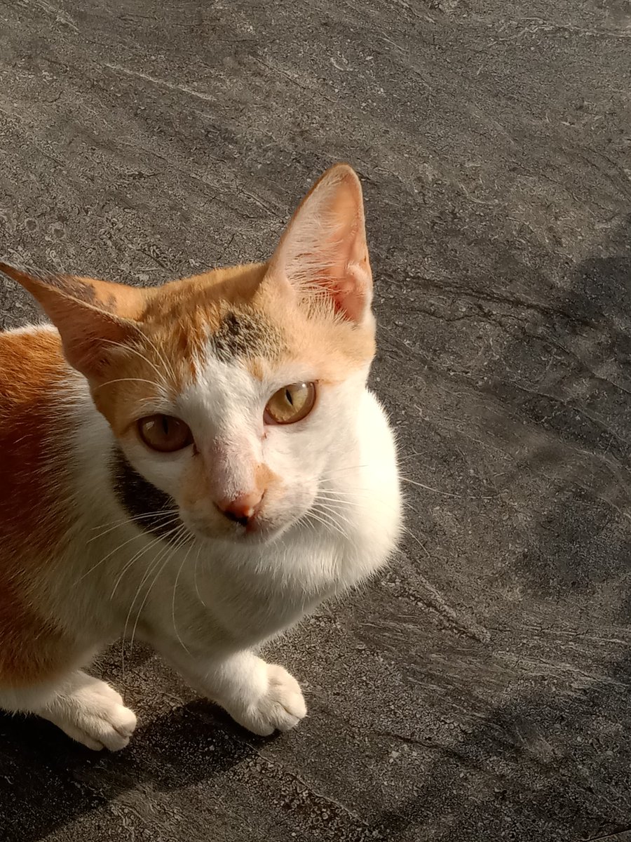 mooflit's tweet image. Pagi ini sama meng.