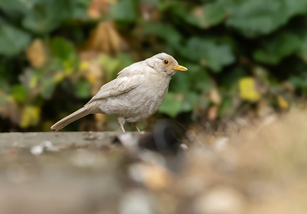 Albino black bird