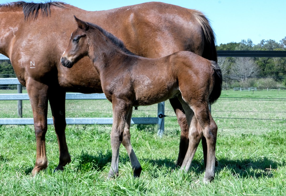 Darley in Australia tweet media