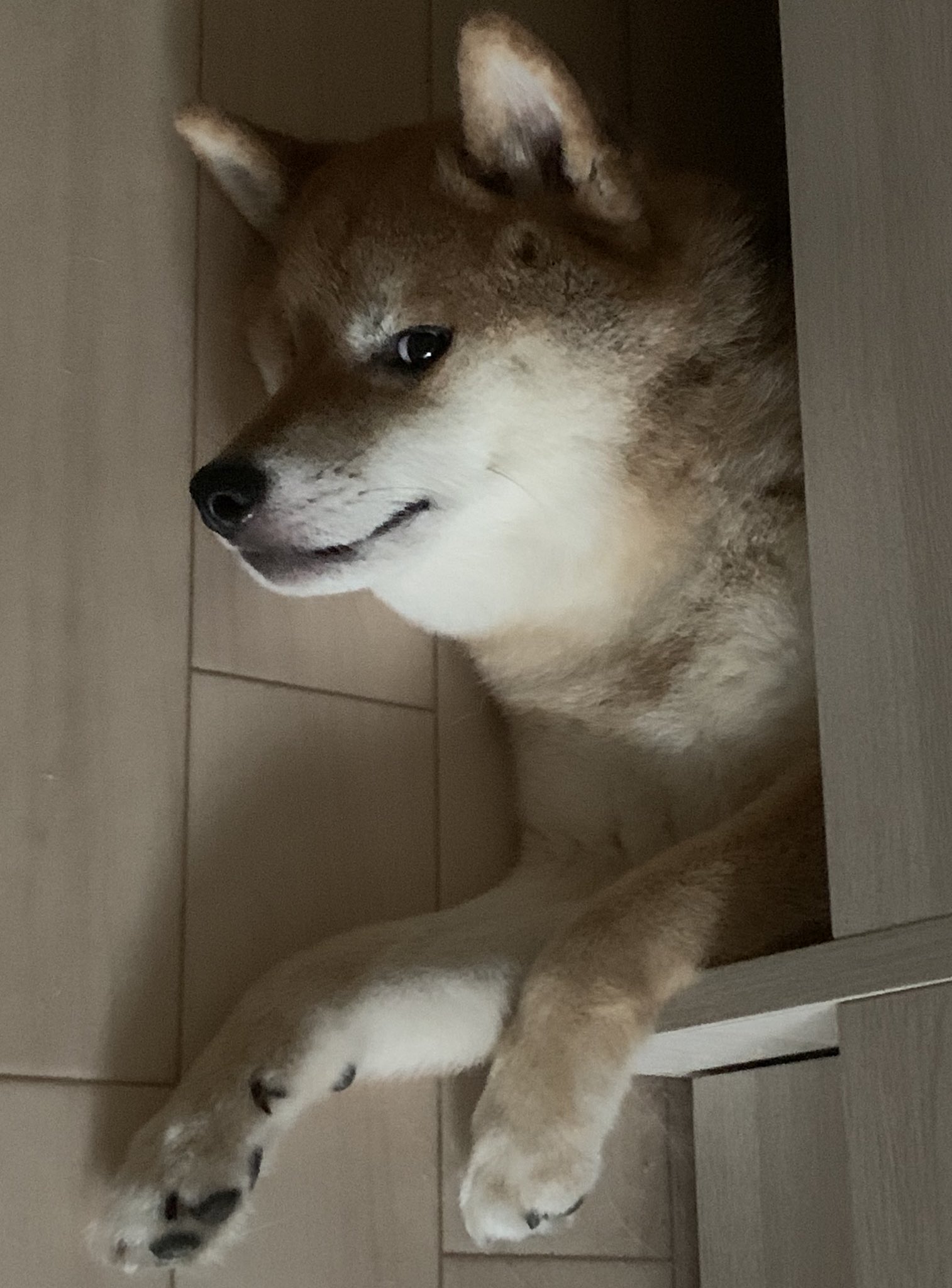 柴犬くぅ助 on X: 