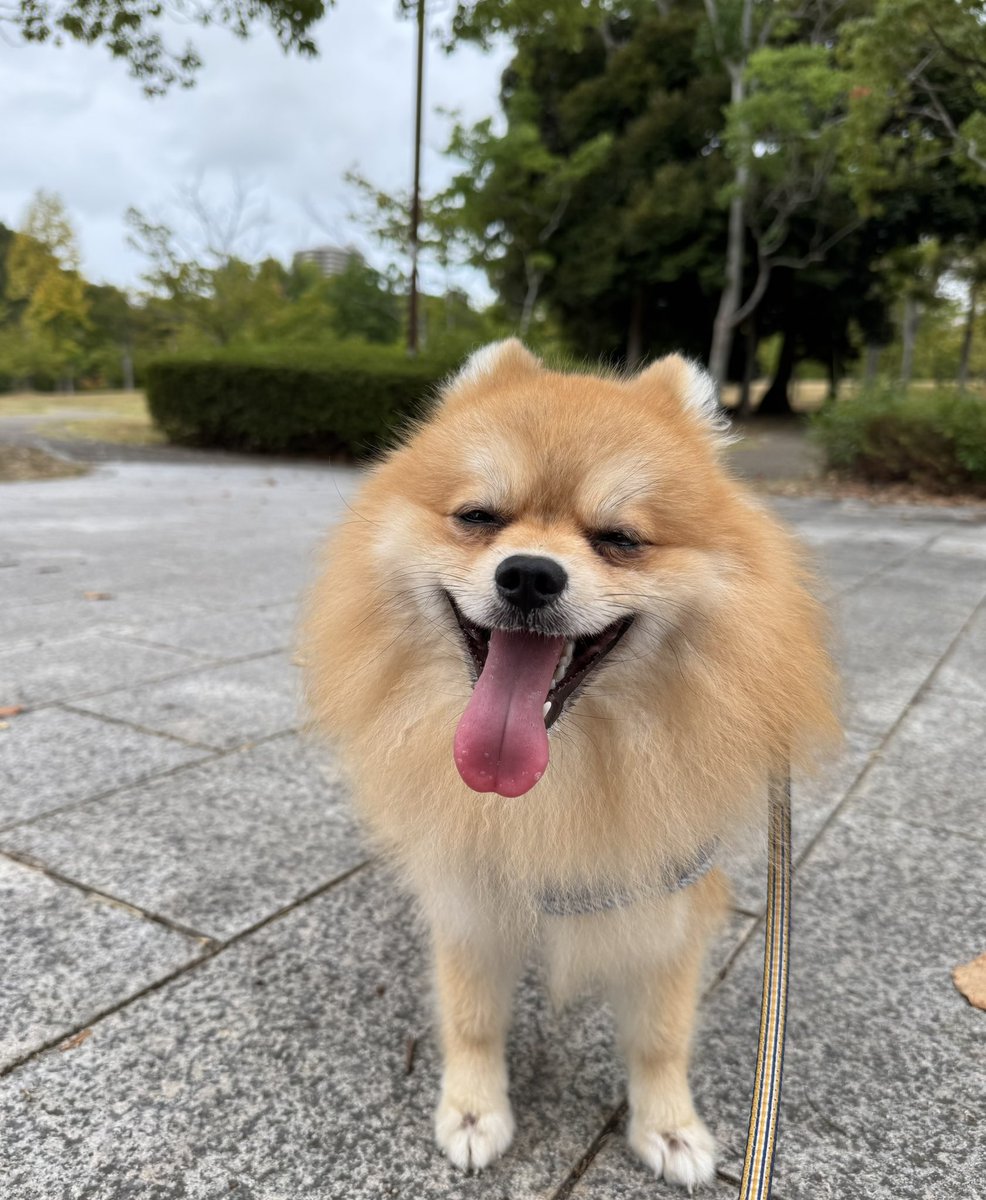 ポメころびページです☆ ポメ⭐️コロ&ノア(ポメコロ) (@pocco13) / Posts / X