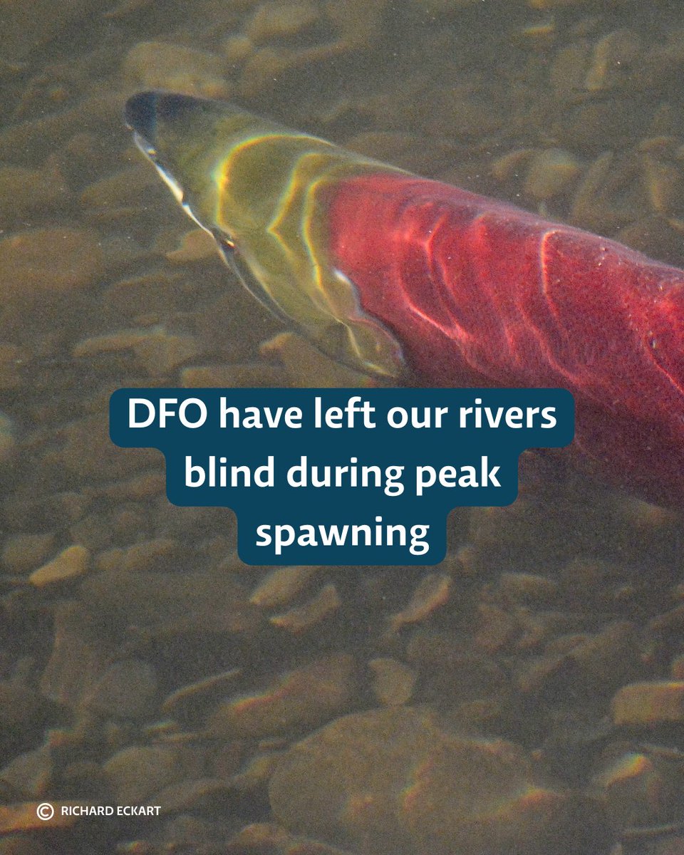Earlier this summer, we urged Minister <a href="/Joanne_NL/">Joanne Thompson</a> to reinstate contracts for creekwalkers. Short-term fixes ran out, leaving experts like Stan Hutchings sidelined during peak spawning.

📣 Add your voice email: DFO.Minister-Ministre.MPO@dfo-mpo.gc.ca

raincoast.org/2025/06/letter…