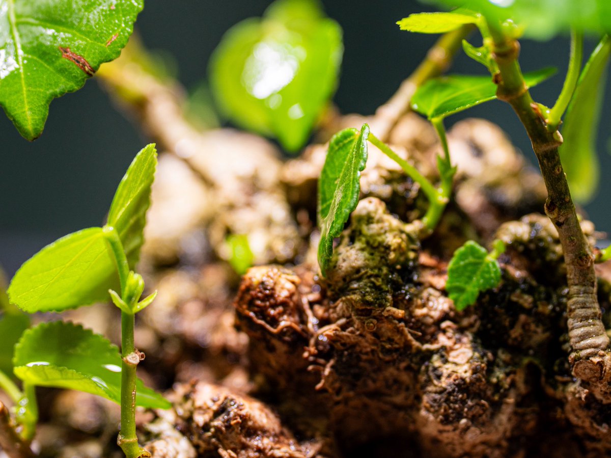 おはようございます☀
オオハマボウ。
琉球感を出すために大きめの白い石
たくさん芽吹いています。