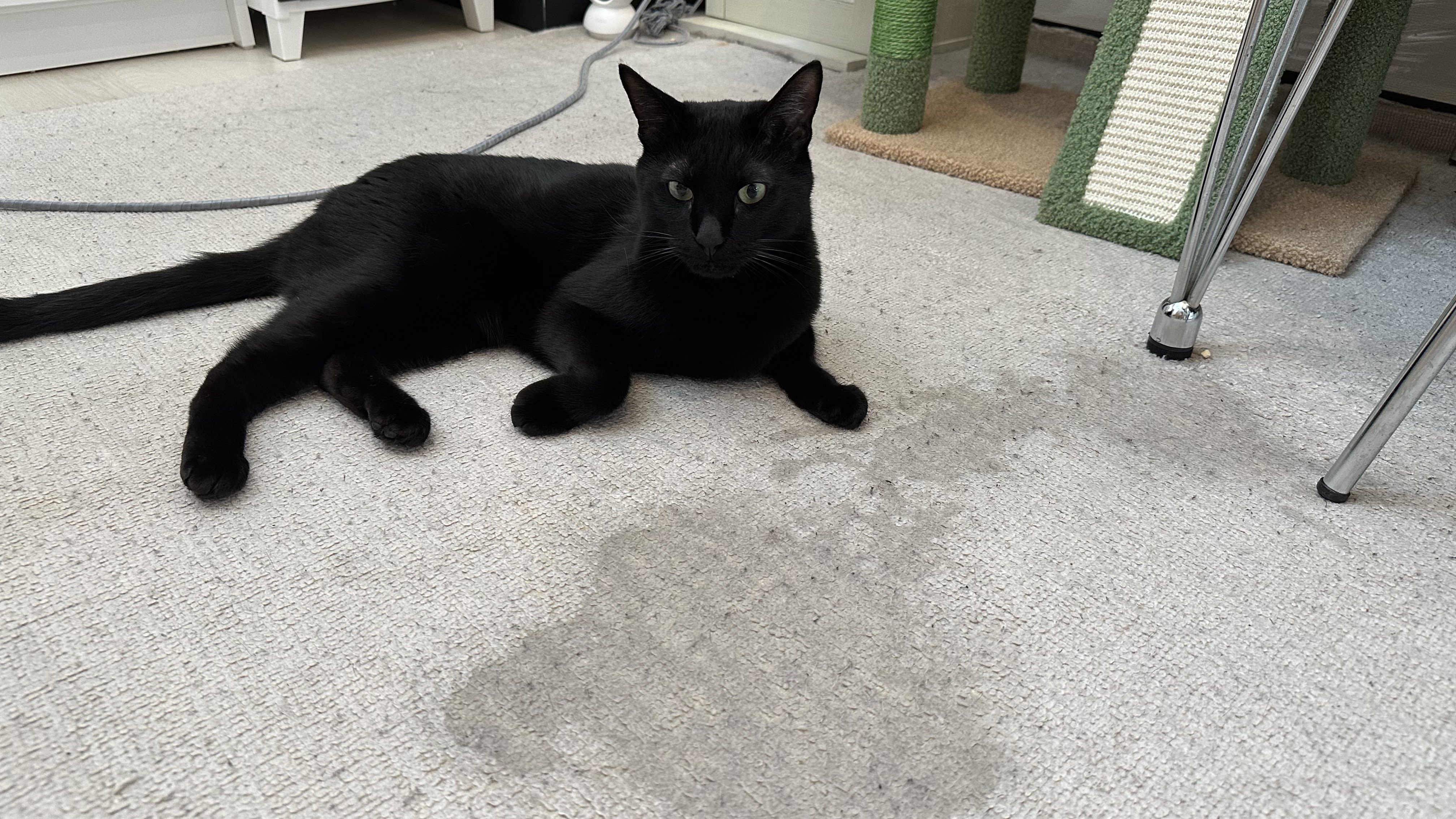 黒猫ギン様ありがとうございます‍♀️ 一生懸命舐める顔がかわいいよ。#黒猫つくねちゃん
