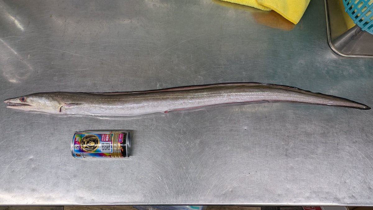 バショウカジキの頭骨標本完成です!!