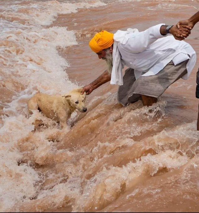 PureIronSingh's tweet image. During this devastating time. 
Priceless human lives have been lost, many animals have perished.

Elders are risking their lives to save animals like this dog.

#PunjabFloods2025 #AllLivesMatter