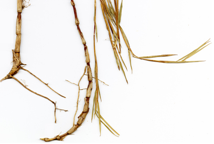 Phytotaxa's tweet image. A #newspecies of Chusquea subg. Swallenochloa (#Poaceae: #Bambusoideae) from the Peruvian upper montane forest and a redescription of C. depauperata
#taxonomy
doi.org/10.11646/phyto…
