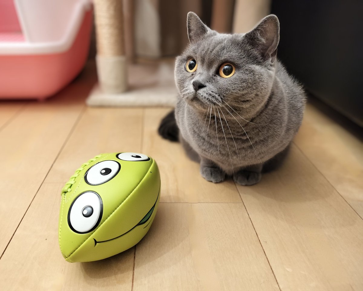 ラグビーボールとその隣はえーっと……ハンドボールかな？
#猫 #ブリティッシュショートヘア