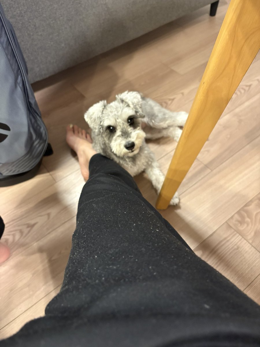 体の一部を飼い主にくっつけておきたい犬🐶💖