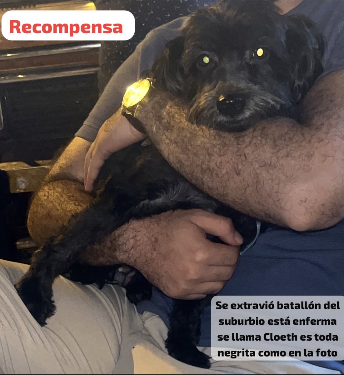 AlertaMePerdi's tweet photo. #PERDIDA #GUAYAQUIL
Nombre: #CLOETH
Fecha: 01/09/25
Sector: Batallón del Suburbio, 20ava. y la M de lado de la 29ava.
Sexo: Hembra
Raza: Cruza French/Schnauzer
Obsv.: Pelaje totalmente negro, necesita cuidados médicos
Contacto: 0996880627
SE OFRECE RECOMPENSA
#AlertaMePerdí https://t.co/lD8jvuo91Y