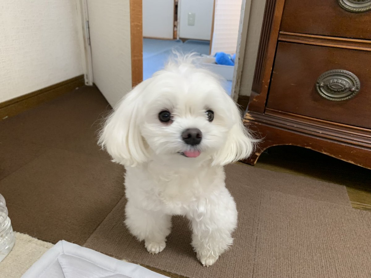 namugi12's tweet photo. おはよう。かわいいちゃん。

#マルチーズ https://t.co/aRNe5GWGh9