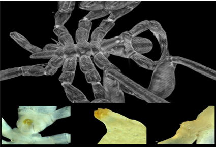 Zootaxa's tweet photo. #Seaspiders (Class: #Pycnogonida) from northwest Africa with the description of 4 #newspecies
#taxonomy
https://t.co/Dgigfo4EYw https://t.co/8XfU5ZDMmH