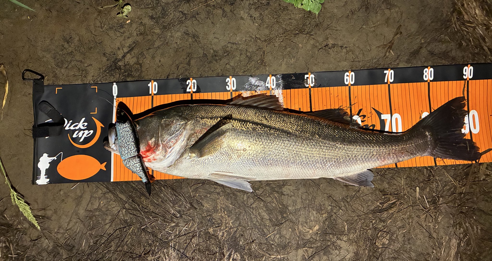 pickupメジャー - Search / X