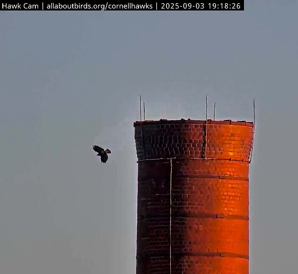 9/3   Great News!!

O2 spotted on the East Stack as Arthur keeps a close watch. 

Great view as O2 heads off the Stacks heading to a night roosting spot. 

Many thanks to Suzanne and woodg for contacting Cam Ops for the great views!