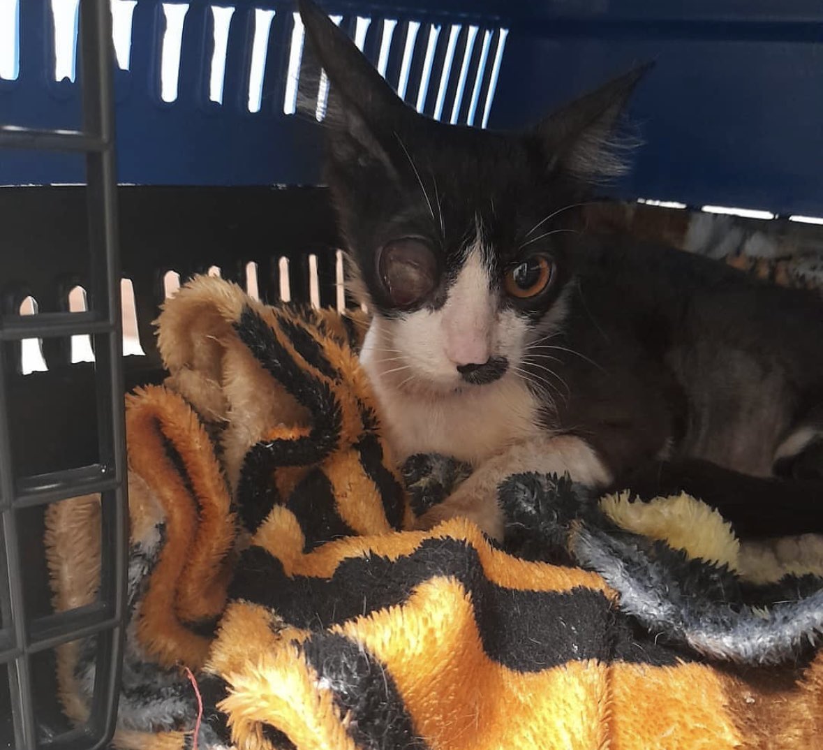 Mlucidory's tweet image. Thomas, my loyal companion, urgently needs surgery. His tumor has grown very fast, and he’s in pain. We need help immediately. 💙
#SaveThomas #CatCancer
ko-fi.com/mluciaandthoma…