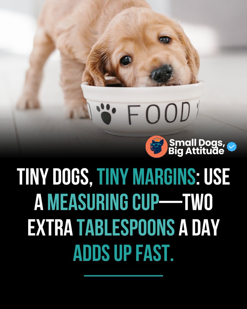SmlDogs_BigAtti's tweet image. Measure meals; little bodies, small margins. #DogHealth #FeedingTips #SmallDogCare