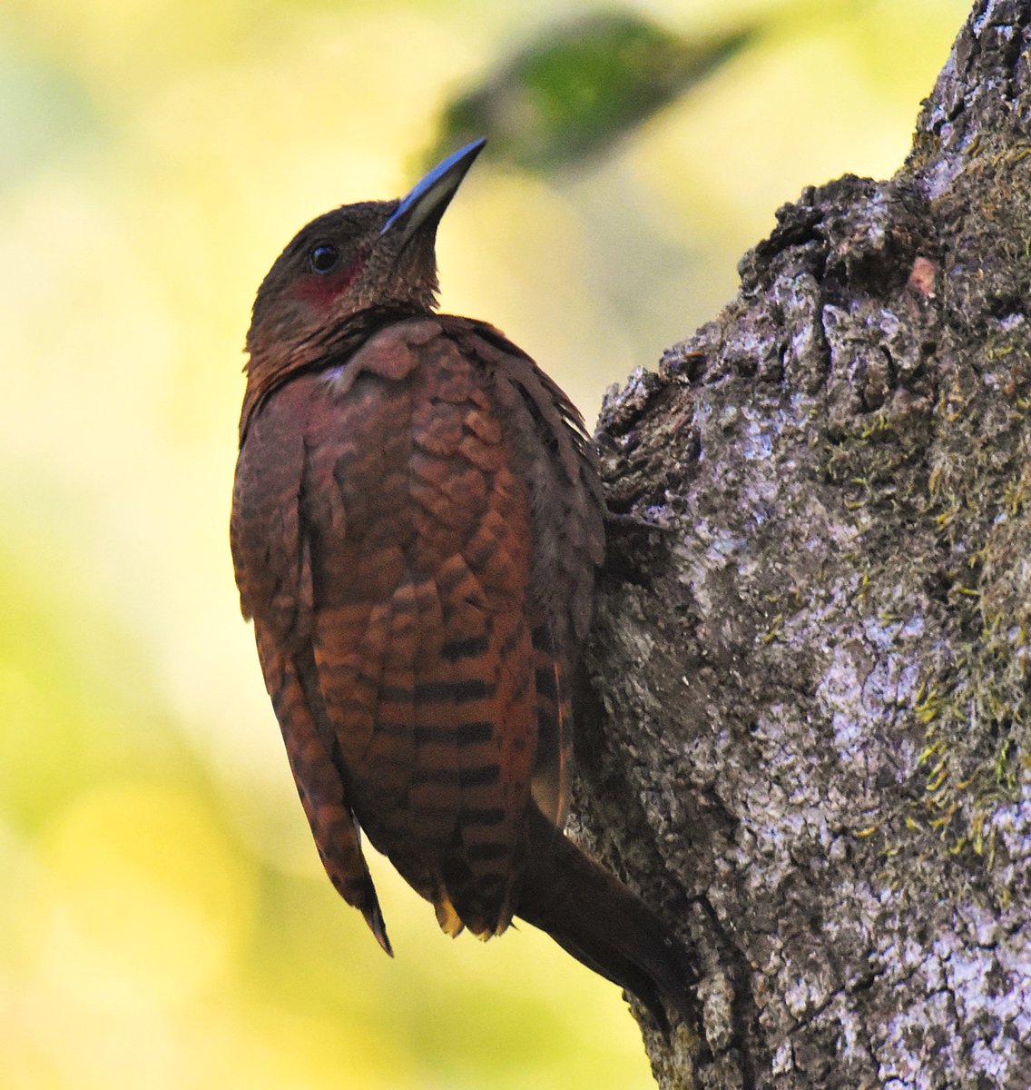 Prachi Mehta @wildwise tweet media