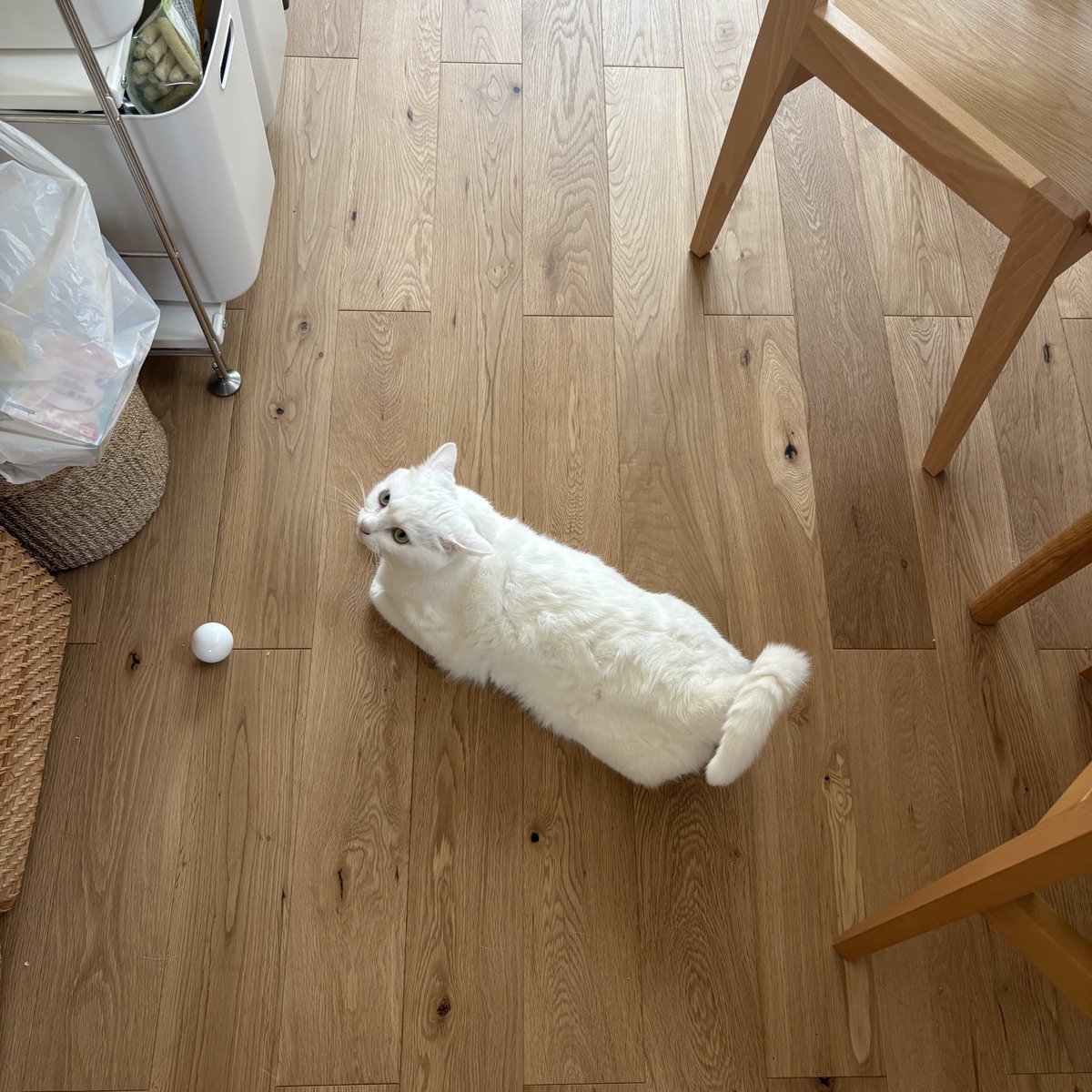 おはもち

⚪️と⬜️