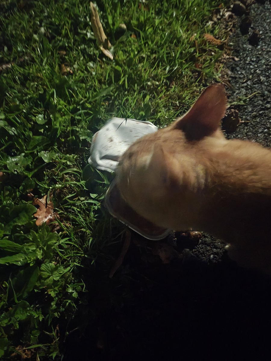 I can report... Flip has returned.