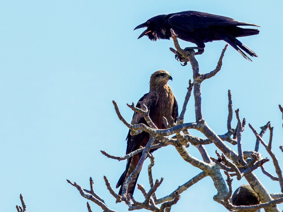 Hey you get off my tree…