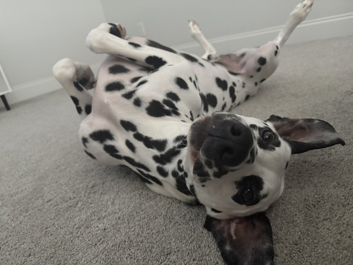 Just a picture of a care free b**ch and a silly boy. I love my babies!