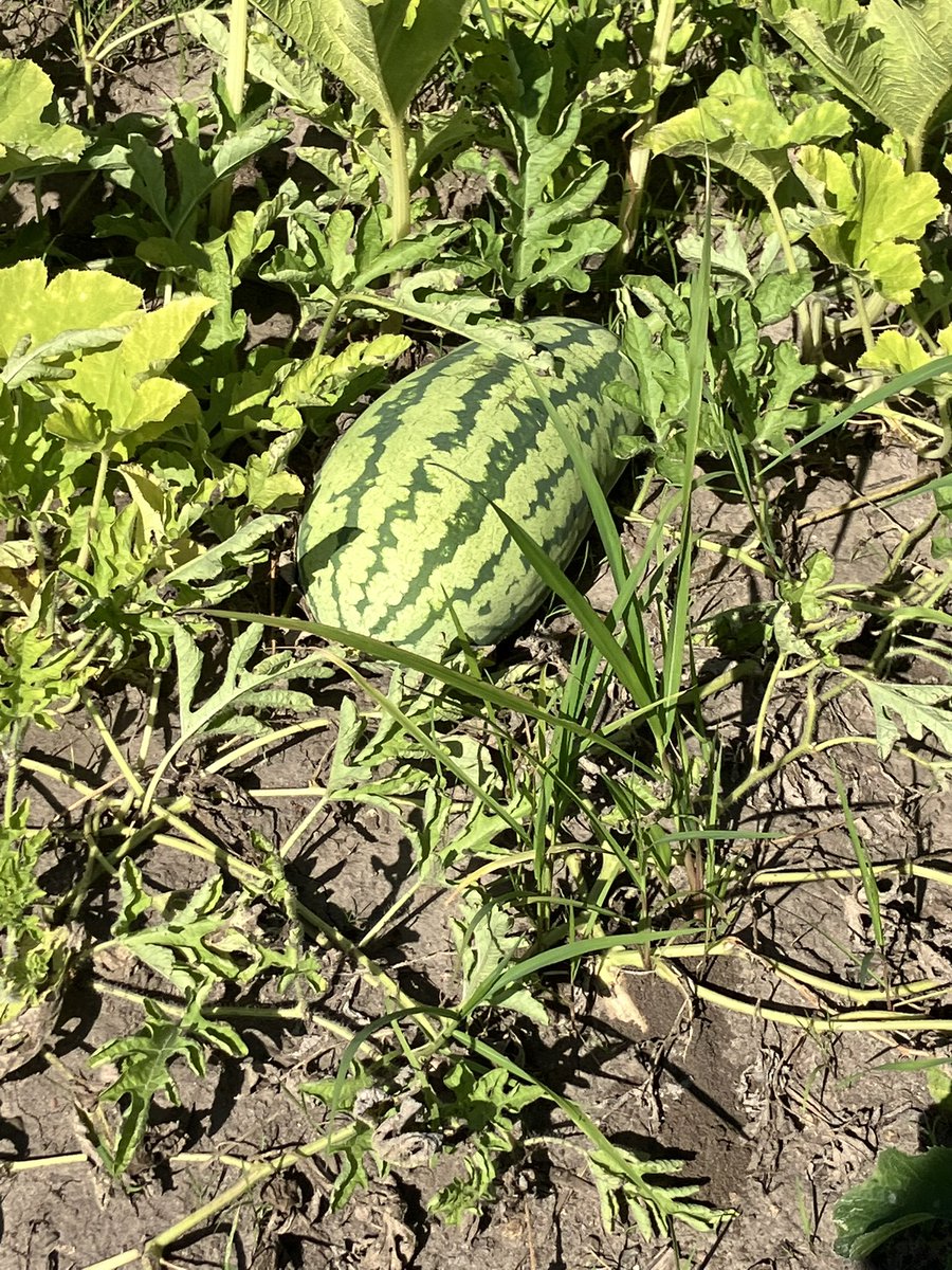 Brad Taylor tweet media