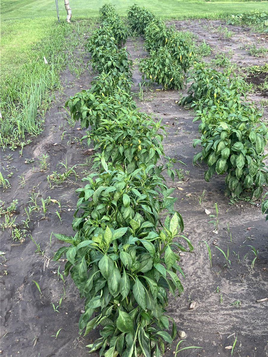 Brad Taylor tweet media