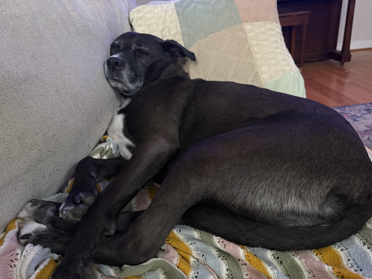 I’ve imbued my spirit into this beautiful, lazy creature. ❤️