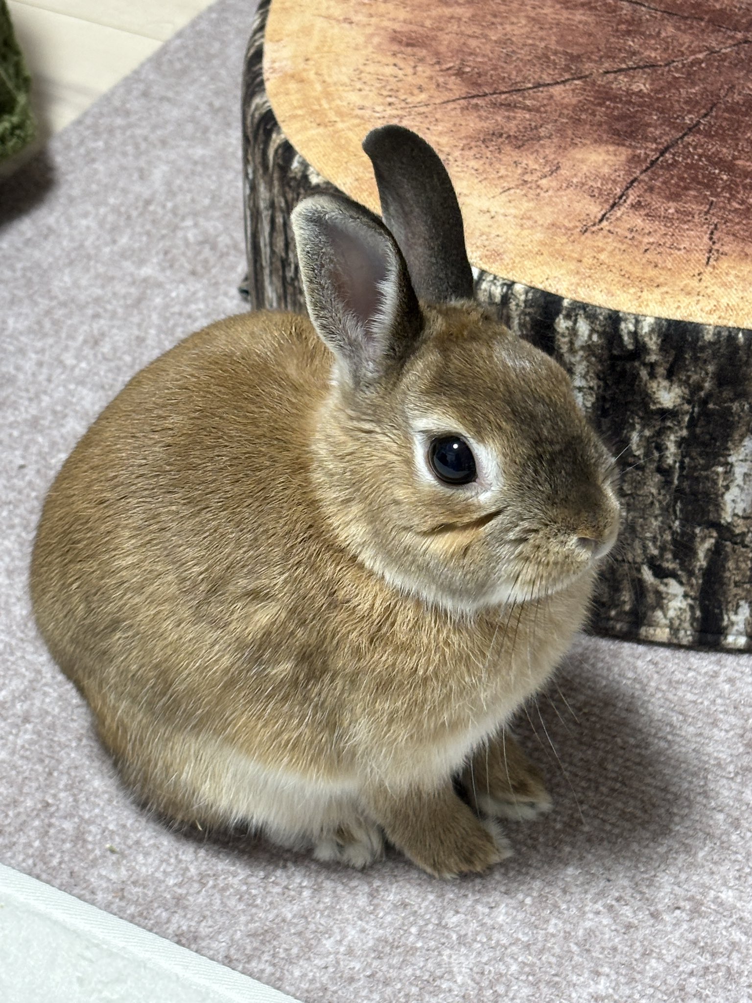 いたずらうさぎとその飼い主 on X: 