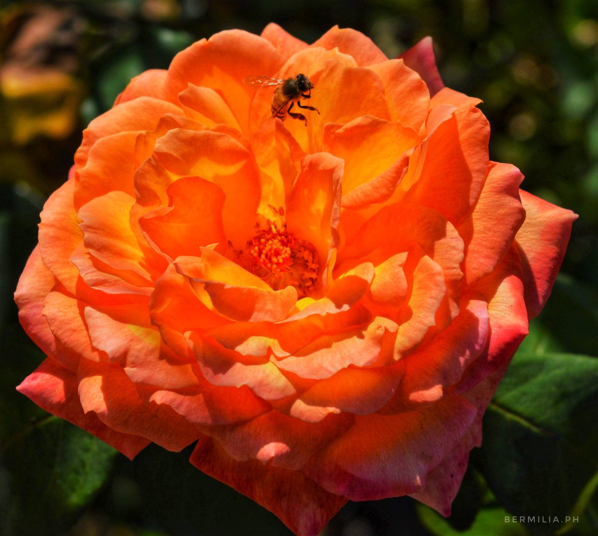 Una pausa entre los pétalos.

#MacroPhotography #NaturePhotography #FlowerPhotography #Bee #Pollination #CloseUp #Bokeh #ColorStory #NaturalLight #PhotoOfTheDay #Bermilia_ph