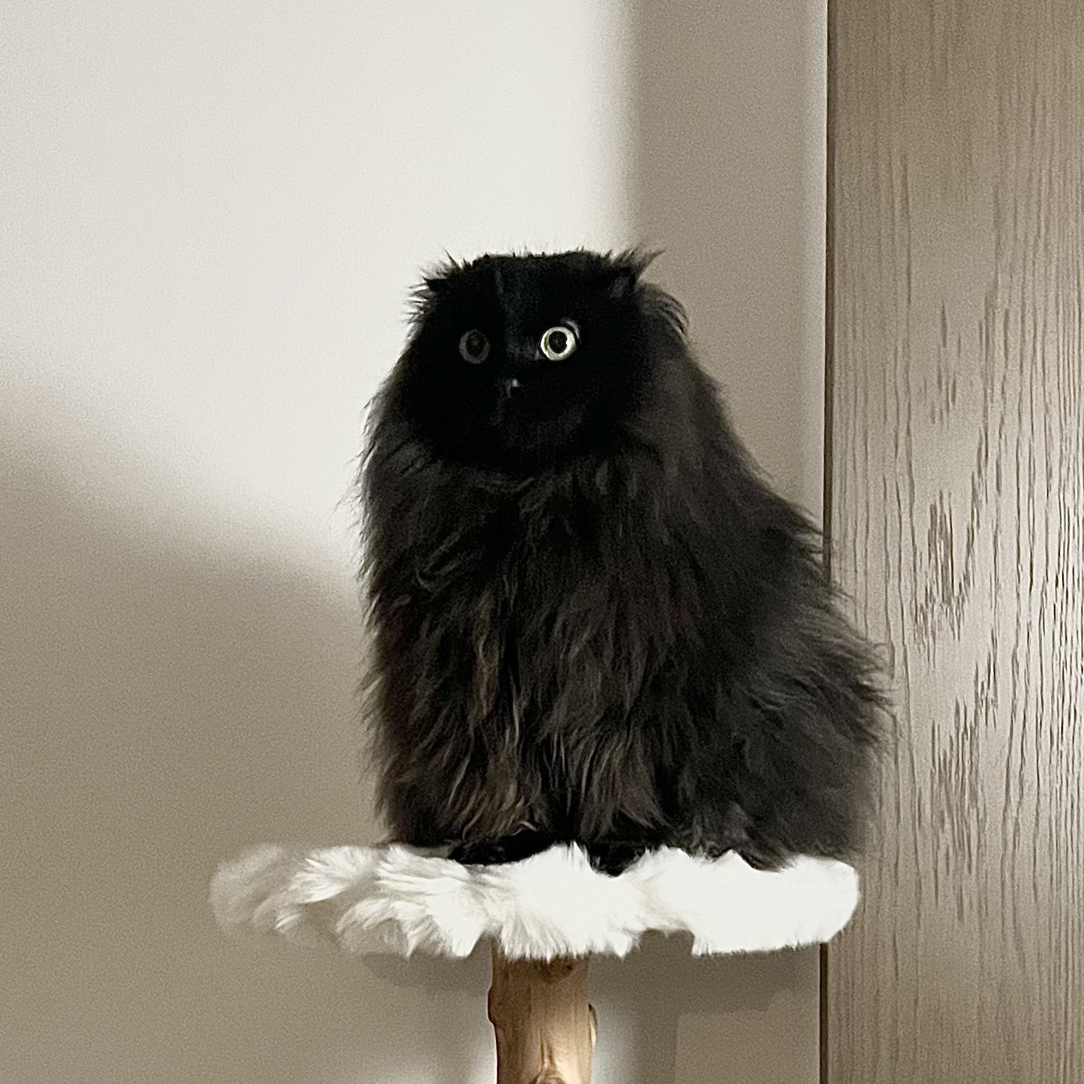 猫さん 限定版猫猫. #photo
