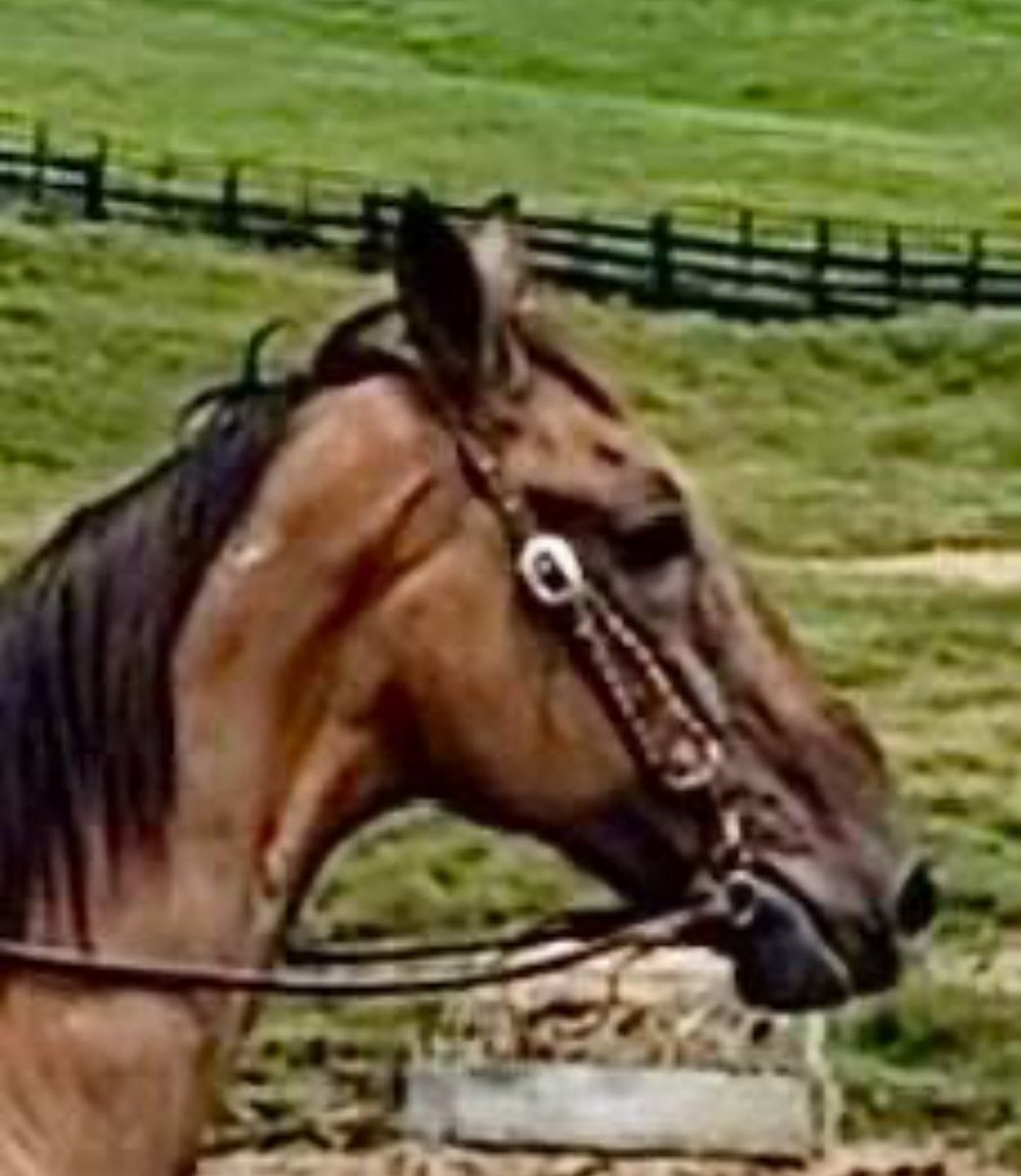 Please help Laddie with a donation if you can. Needs a helping hand. paypal.com/donate?campaig…