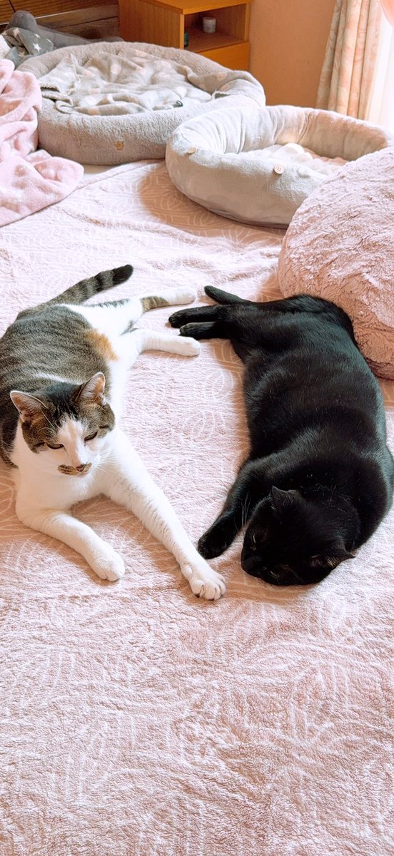 ねこまみれ PUMA - SPEEDCAT METALLIC BLACK/WHITE 【403689-02