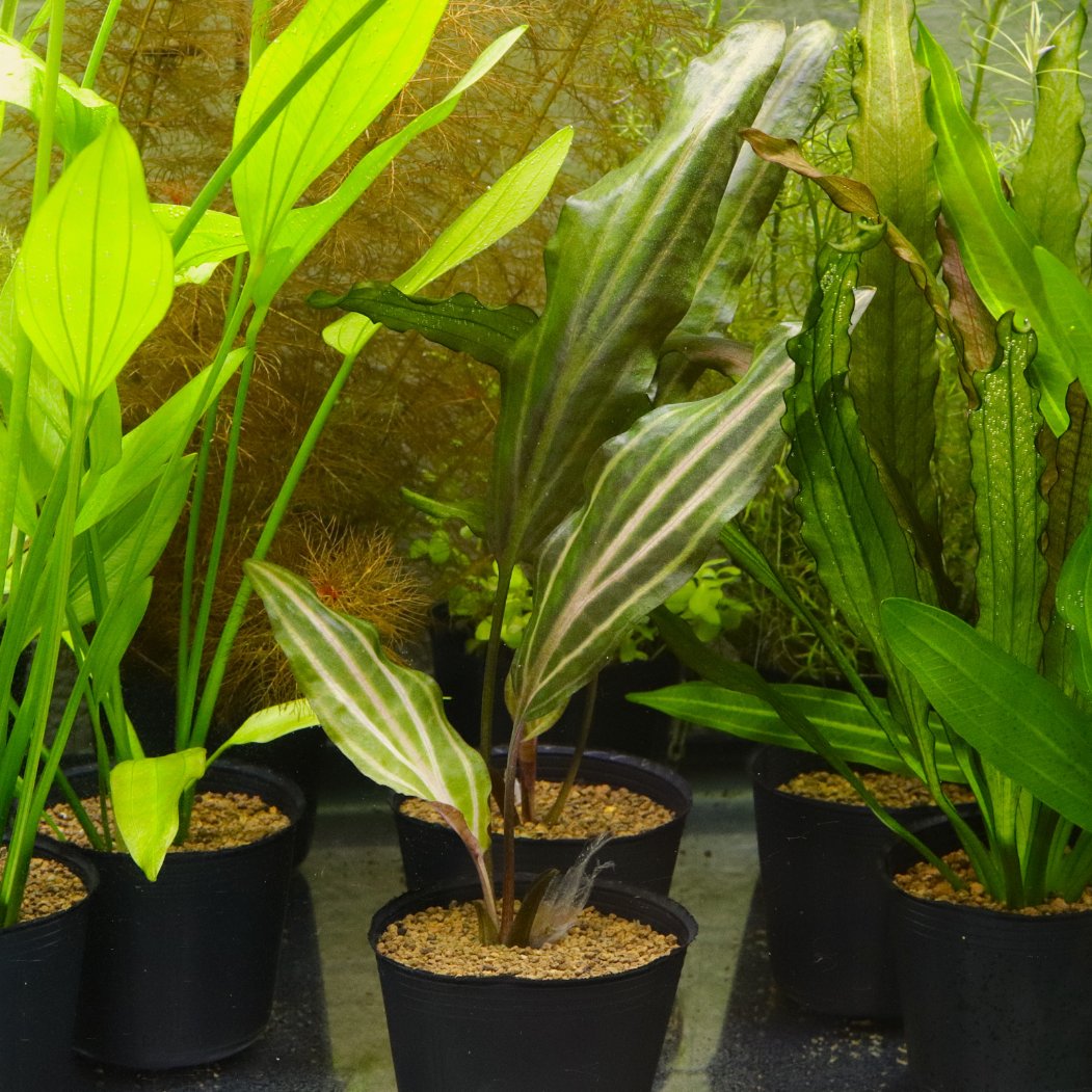 水草 Cryptocoryne cordata 'Rosanervig Cryptocoryne Cordata Rosanervig |