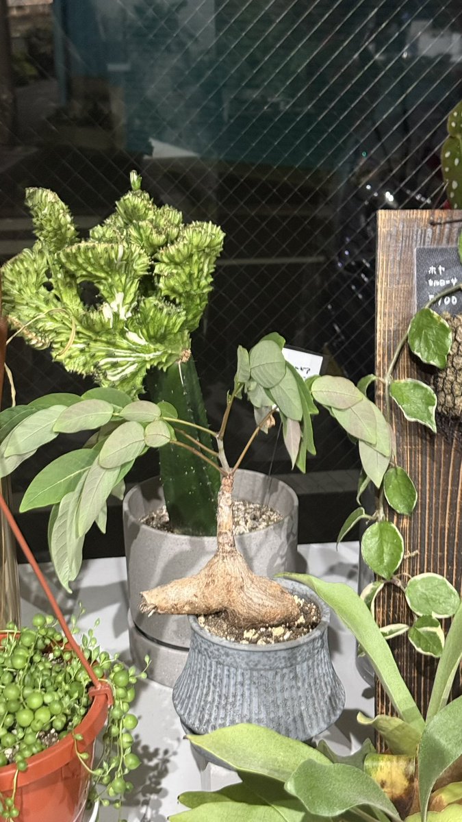 お花屋さんにお邪魔して
花をバラす
寝てる花もいた