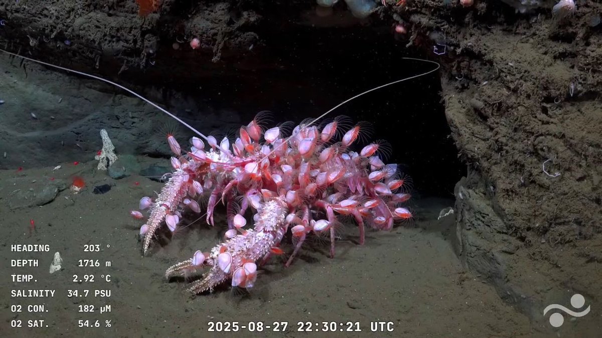 ya se puede decir que le rompimos bien el orto al fondo del mar argentino o todavía no?
