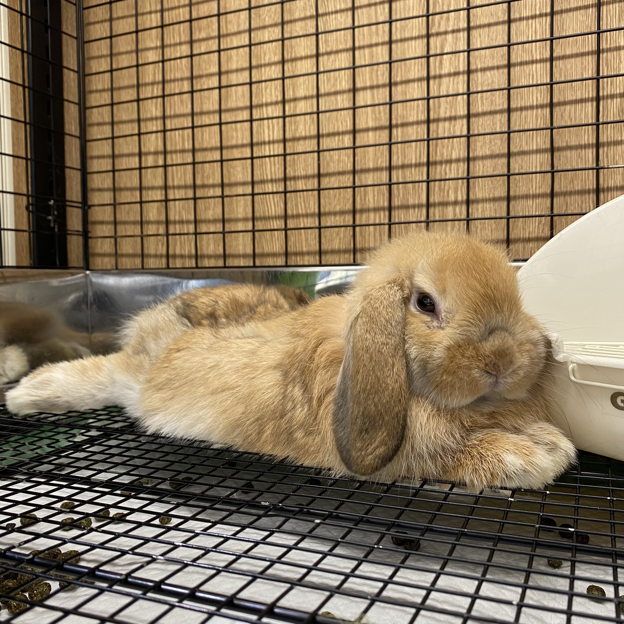 うさぎ_(・×・_∪⌒)ο 高井直子ﾓﾃﾞﾙ Symbol Rabbit S – YON (ヨン）| 公式オンラインサイト