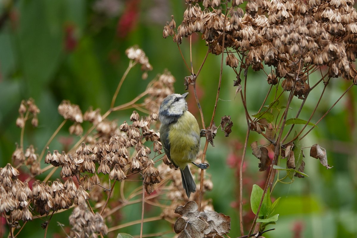 Goedemorgen met foto's van gisteren; tientallen pimpel- en koolmeesjes in onze tuin (waar planten na de bloei lekker mogen blijven staan). Ze smullen van alle vruchtjes, zaadjes en beestjes die er te vinden zijn.