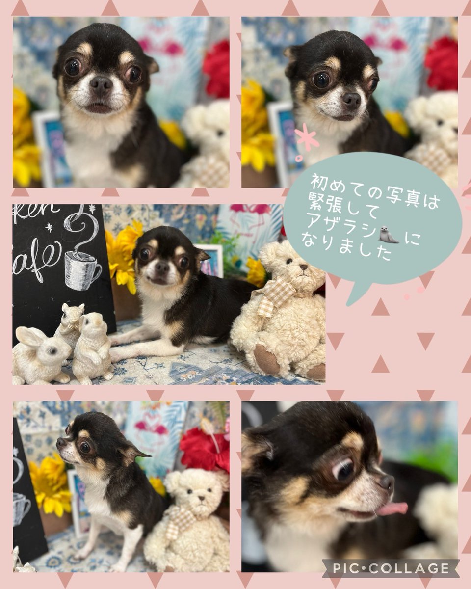 ・
🍀ちゃむむ🍀

今日からカフェデビューのニューフェイス🔰
初めての写真は緊張してアザラシポーズになっていました🦭

カフェでは緊張しながらも探索をしていて、少しづつ慣れていこうと頑張っていました💗

是非会いに来てください‼️