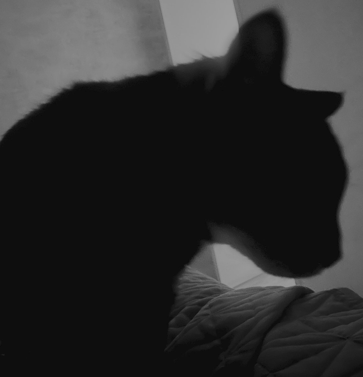 Silhouette du meilleur réveil matin au monde. 

Très fiable. 
Fonctionne non pas à l’électricité mais à la croquette.