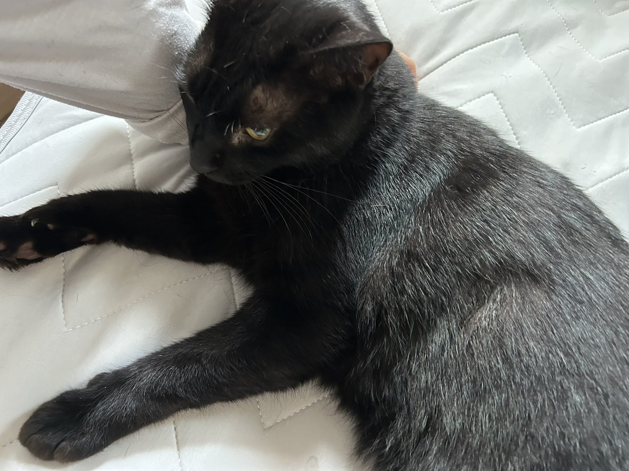 プランチュ様 困難をくぐり抜け帰ってきたねこ様たち プランチュ様 困難をくぐり抜け帰ってきたねこ様たち