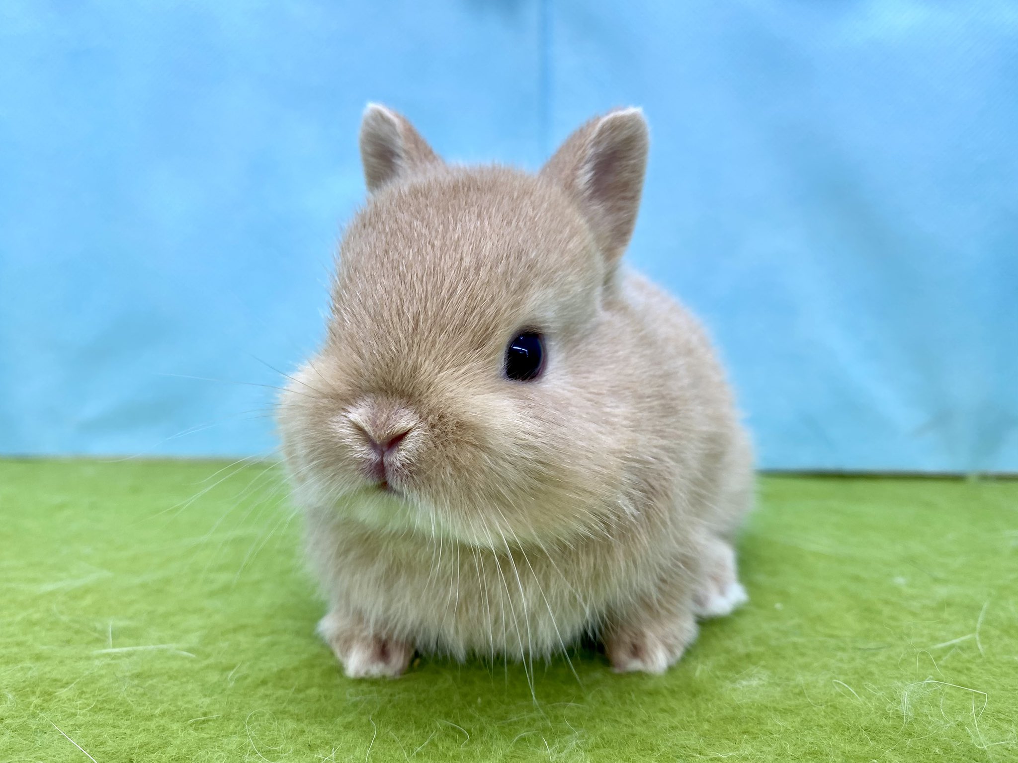 うさぎ専門店Tiny rabbit 鶴瀬店 on X: 