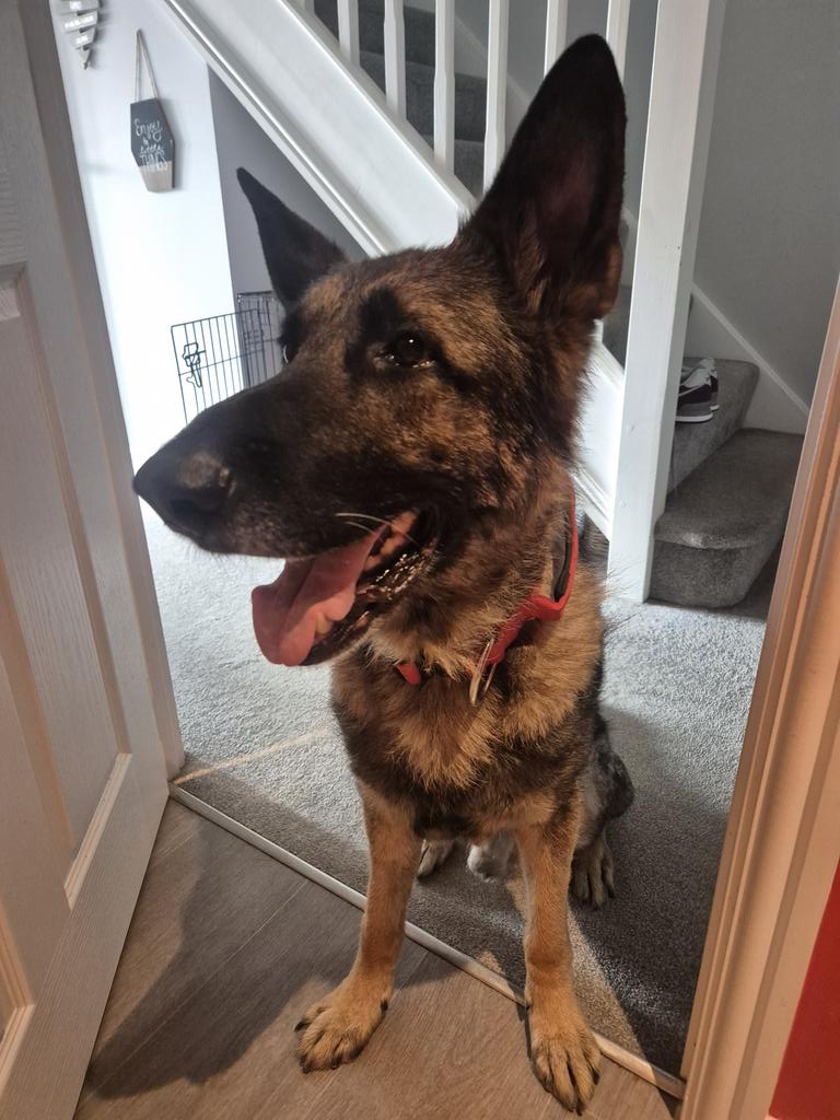 The hooman has been driving from Germany to the UK, so he's been a bit busy. Female hooman says I'm recovering slowly at home. Nasty tummy infection 😌